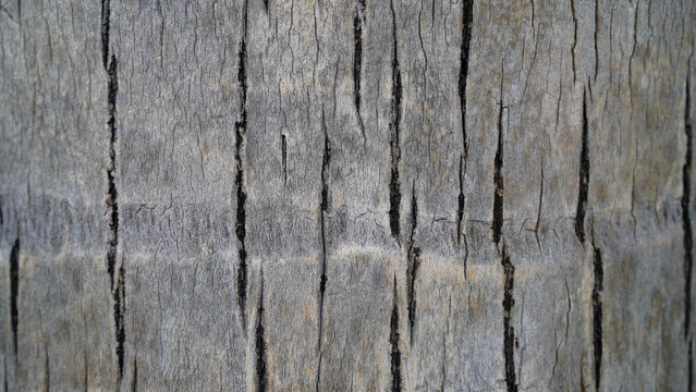 rustic wood texture with natural pattern as background