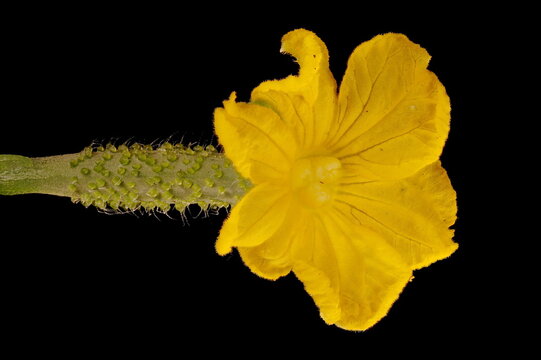 Cucumber (Cucumis sativus). Female Flower Closeup