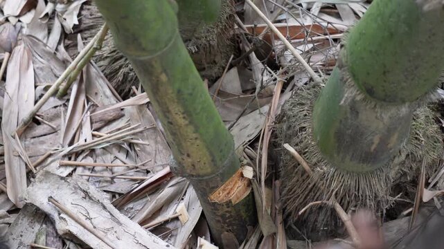 Person cutting green bamboo with hand axe
