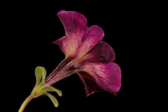 Petunia (Petunia x atkinsiana). Flower Closeup