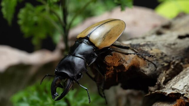 Odontolabis mouhotii elegan. Odontolabis is a genus of beetles belonging to the family Lucanidae.