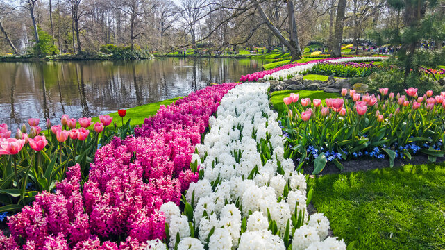 Colorful blooming spring flowers in a park in Europe