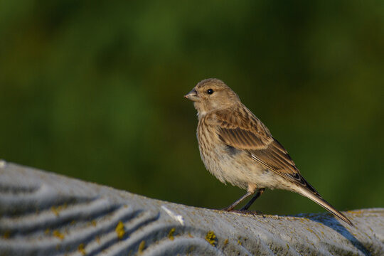 Eurasian linnet on the fence 