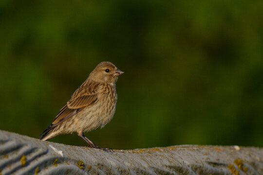 Eurasian linnet perched on the fence 