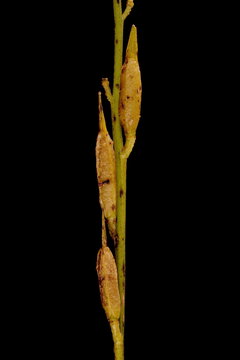 Rocket (Eruca sativa). Mature Infructescence Detail Closeup