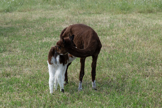 alpaka tier natur lama familie