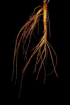 Marsh Mallow (Althaea officinalis). Root Closeup