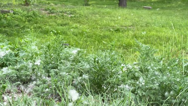 A wild gopher peeks out from behind the grass and runs away - behavior in the wild. 4K footage
