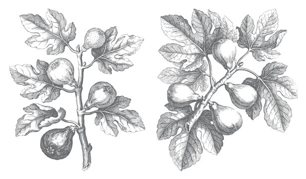 Hand drawn fig tree branch with fruits and natural leaves isolated on white background.
