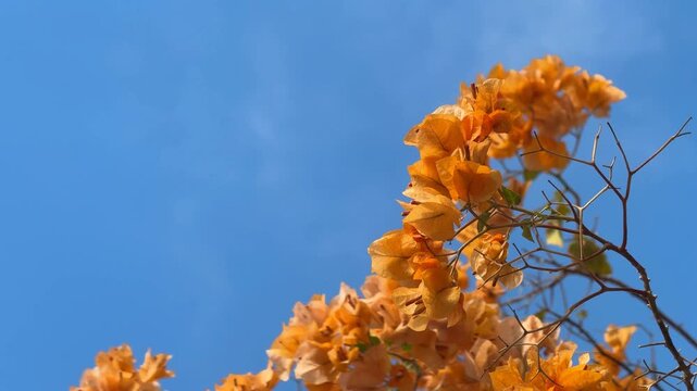 Orange bougainvillea flowers against clear blue sky with space for text background