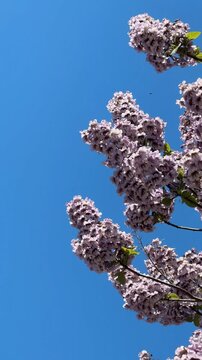 Blooming lilac branches with purple flowers against clear blue sky, perfect for backgrounds
