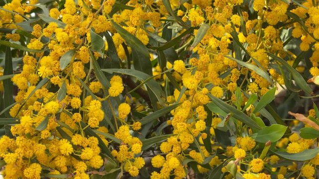 Yellow wattle flowers densely clustered with green leaves, perfect for a natural background