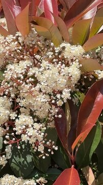 Clusters of white flowers and red leaves in a garden setting