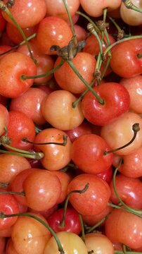 Fresh ripe cherries with stems forming a colorful background with vibrant red and yellow hues