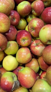 Fresh apples in various shades of red and green, perfect for use as a colorful background