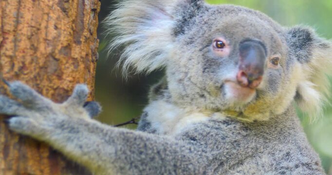 Close-up of a cute koala clinging to a tree trunk and yawning, opening its mouth wide in its natural habitat