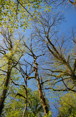 Fototapeta premium The view up to the crown of old trees covered with young leaves in spring.