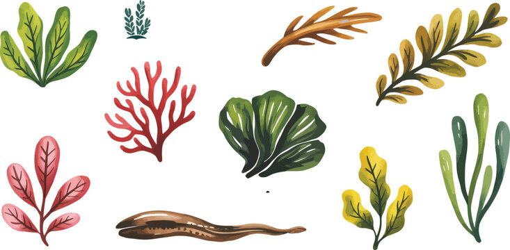 Set of hand-painted watercolor seaweed and kelp illustrations for marine biology or food design