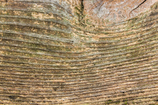 Detailed close-up of natural wood grain texture featuring curved growth rings, weathered surface patterns, and earthy tones.