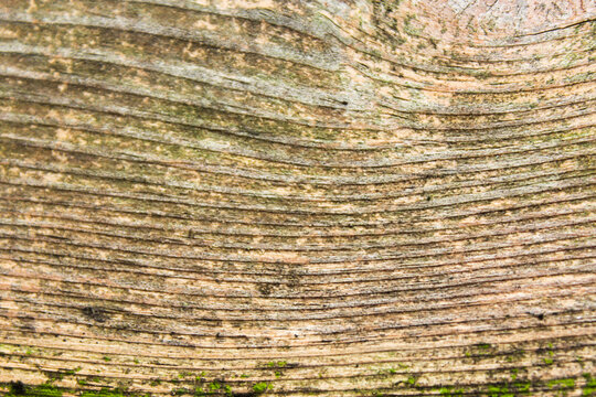 Detailed close-up of natural wood grain texture featuring curved growth rings, weathered surface patterns, and earthy tones.