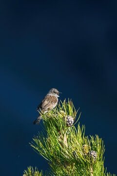 Dunnock (Prunella modularis), also called hedge accentor, hedge sparrow, hedge warbler or titling, taken at high altitude environment at sunrise, Monviso natural park, Piedmont, Italy.