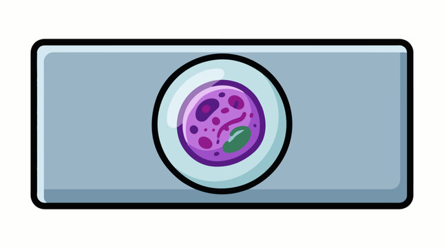 A purple cell with a green organelle inside