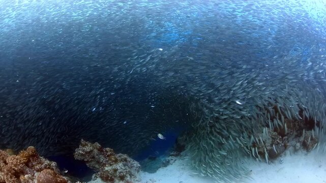 Dynamic sardine school swirls above a vibrant coral reef, creating a mesmerizing underwater spectacle as scuba divers observe the massive bait ball in clear blue tropical ocean waters.