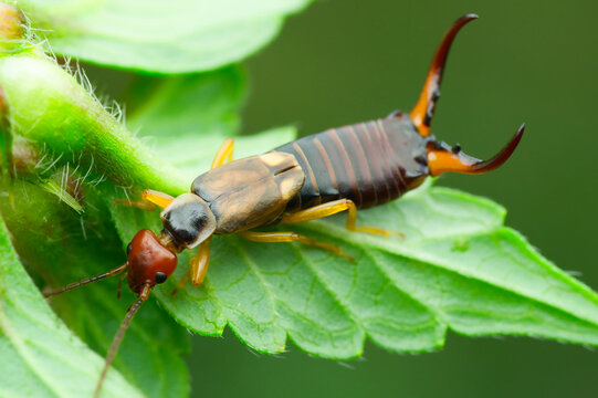 Close-up of an earwig crawling under a stinging nettle leaf and presenting its impressive forceps | Dermaptera