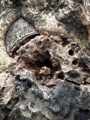 Obraz premium cracked and moss-covered frangipani bark