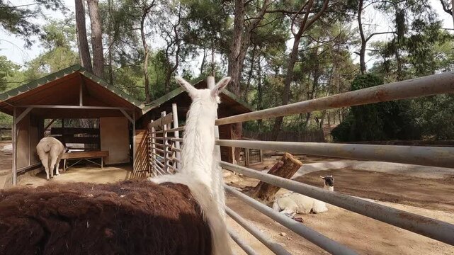 Cute llamas on a farm in countryside