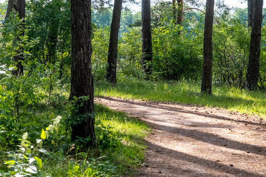 Sunny lakeside scene with tall pine trees casting shadows on green grass near water