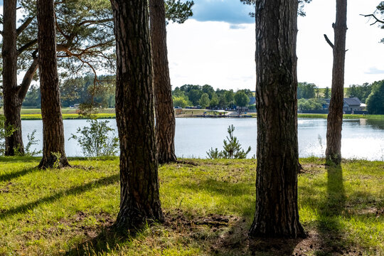 Sunny lakeside scene with tall pine trees casting shadows on green grass near water