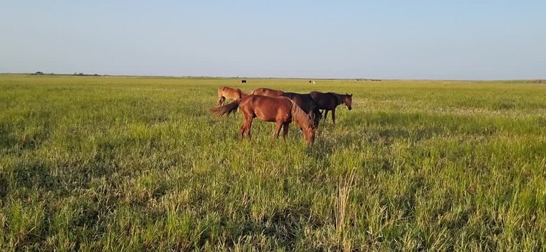 Herd of Horses Grazing in a Lush Green Field