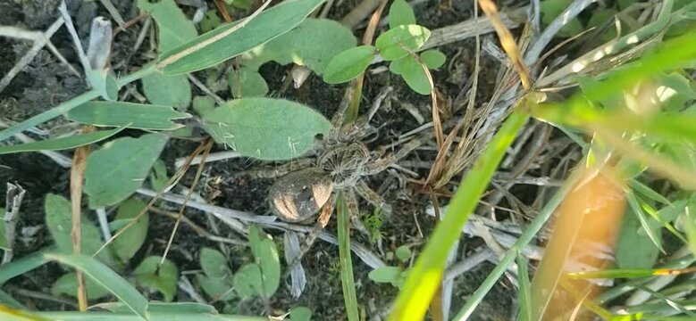 Tarantula spider in the grass