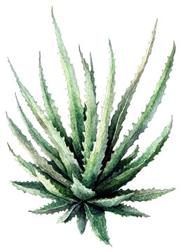 PNG Taxus baccata plant illustration watercolor.