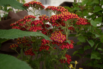 Close-up of a red Achillea millefolium flower cluster with bright yellow centers. Great for cottage garden designs, wildflower photography, and colorful summer floral backgrounds. © Margarita