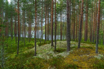 Fototapeta premium Scenic pine forest with green moss and white lichen on the ground near a hidden lake. Beautiful coniferous woodland landscape with tall tree trunks in the wild northern wilderness.