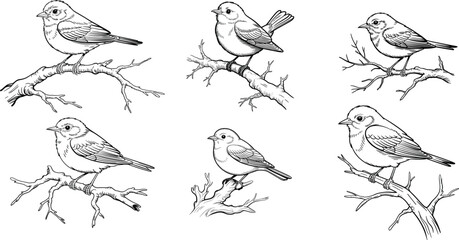 Fototapeta premium Collection of vintage hand drawn bird sketches with small songbirds perched on tree branches isolated on white background.
