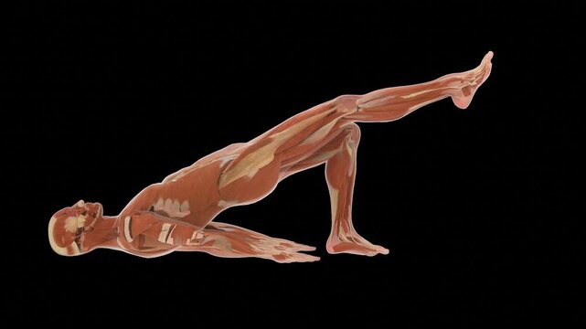 Myology Framework Diagram Glute Bridge Rehabilitation Sagittal Profile Orientation Alpha Transparency Matte