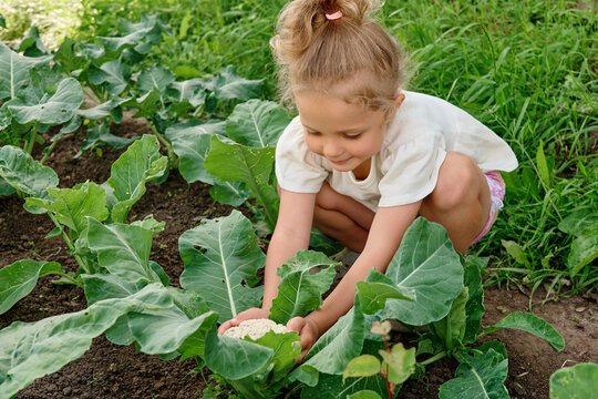 A child is crouched down in a garden picking cauliflower from a patch. She is focused on her task surrounded by green leaves and soil