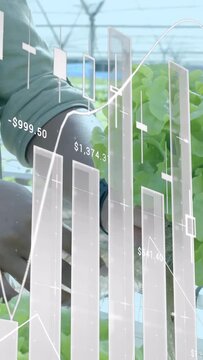 Vertical video: Grower reaching, lifting hydro lettuce checking roots while finance charts tracking