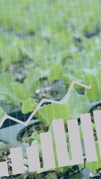 Vertical video: Seedlings on bench, sensors initiating agritech overlays analysing growth charts