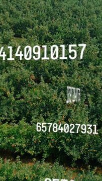 Vertical video: Frame1 starting digits sliding across orchard while rotating barcode mapping yield