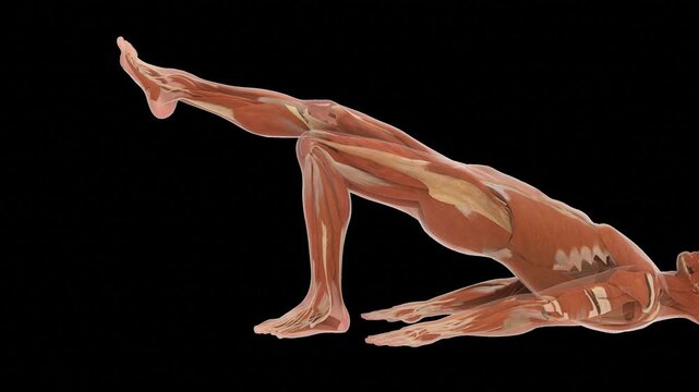 Myology Framework Diagram Glute Bridge Rehabilitation Macro Zoom View Alpha Transparency Matte