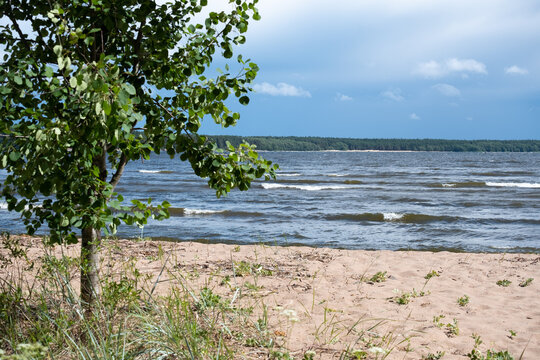 Zheltaya Bay at Yellow Bay on the Gulf of Finland. Sandy Shore with Birch and Pine Trees