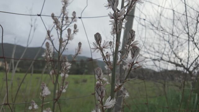 Close up of wild white asphodel flowers growing along a wire fence in the rural countryside of Sardinia, Italy. Perfect for nature documentaries or travel content.