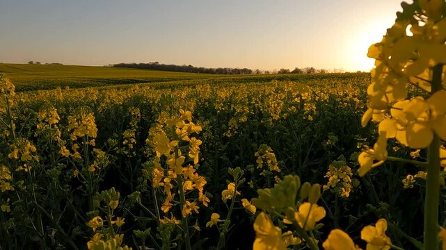 sunset in the field. sunset over the field. yellow rapeseed field. blooming rapeseed field against sunset. Ukraine landscape 4K