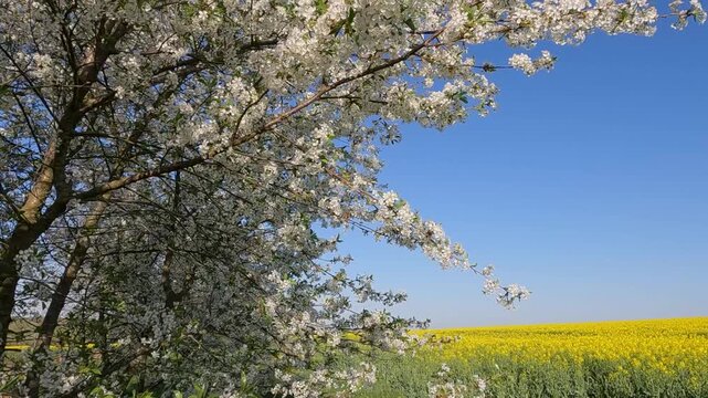 blooming cherry tree in spring. Cherry blossoms against the background of blue sky and yellow field. Landscape of Ukraine 4K