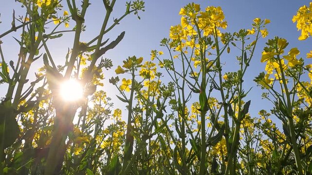 field of yellow flowers. yellow rapeseed field. blooming rapeseed field at sunrise. Ukraine landscape 4K