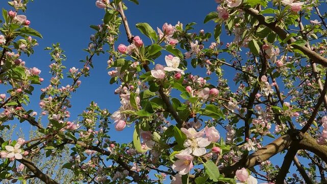 Apple tree blossoming against a blue sky. Landscape of Ukraine 4K